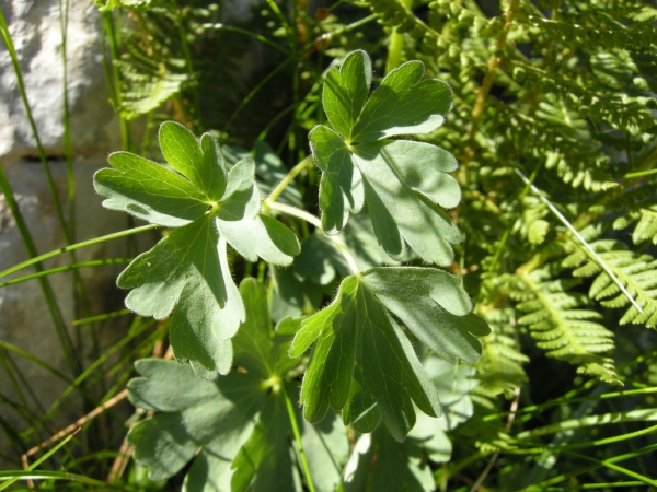 Aquilegia magellensis /  Aquilegia magellense